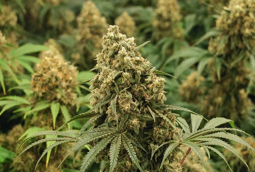 gdzie marihuana jest legalna