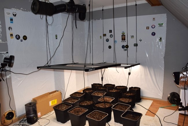 likwidacją plantacji marihuany