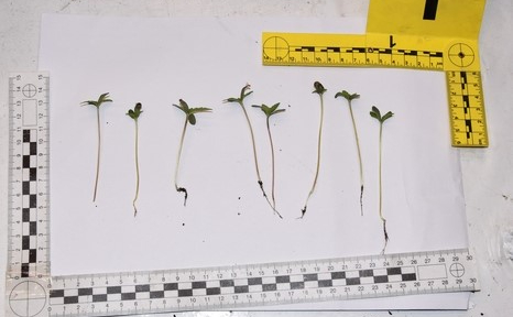 likwidacją plantacji marihuany