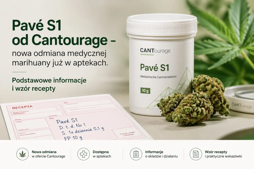 Pavé S1 od Cantourage - nowa odmiana medycznej marihuany już w aptekach. Podstawowe informacje i wzór recepty