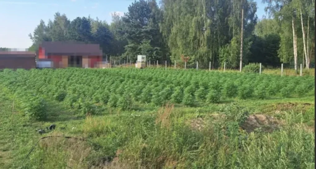 posadził 1300 krzaków konopi indyjskich